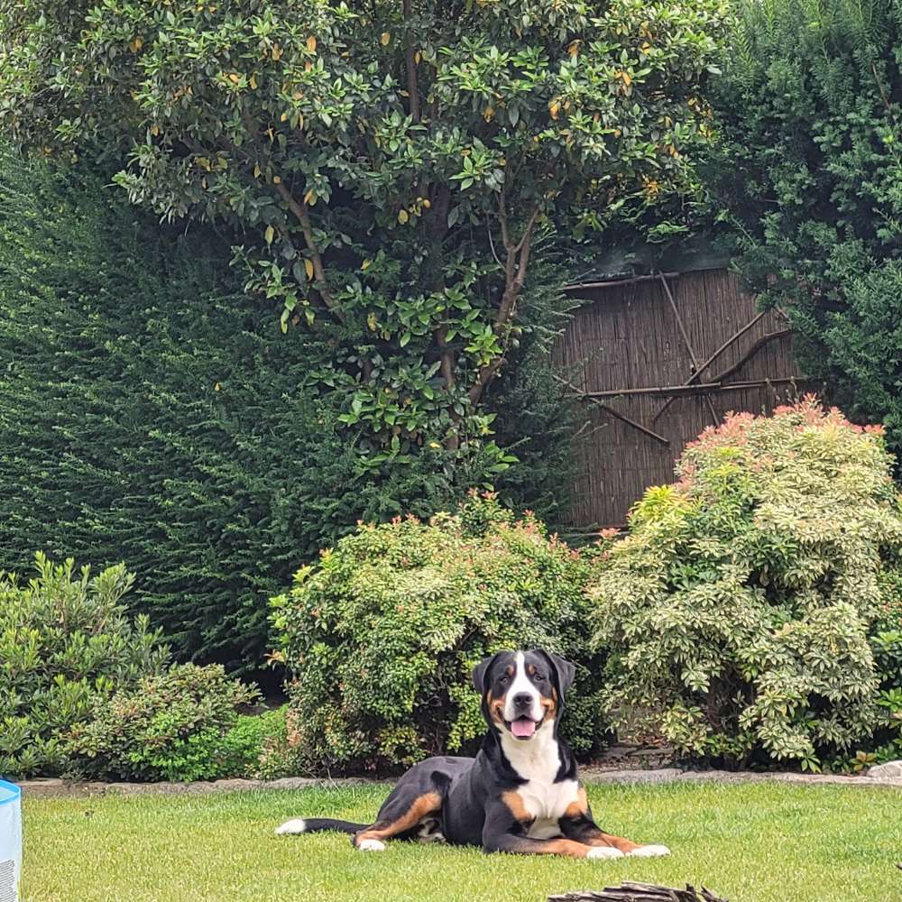 Hundetreffen-Suchen große Hündin für gemeinsame Spaziergänge-Profilbild