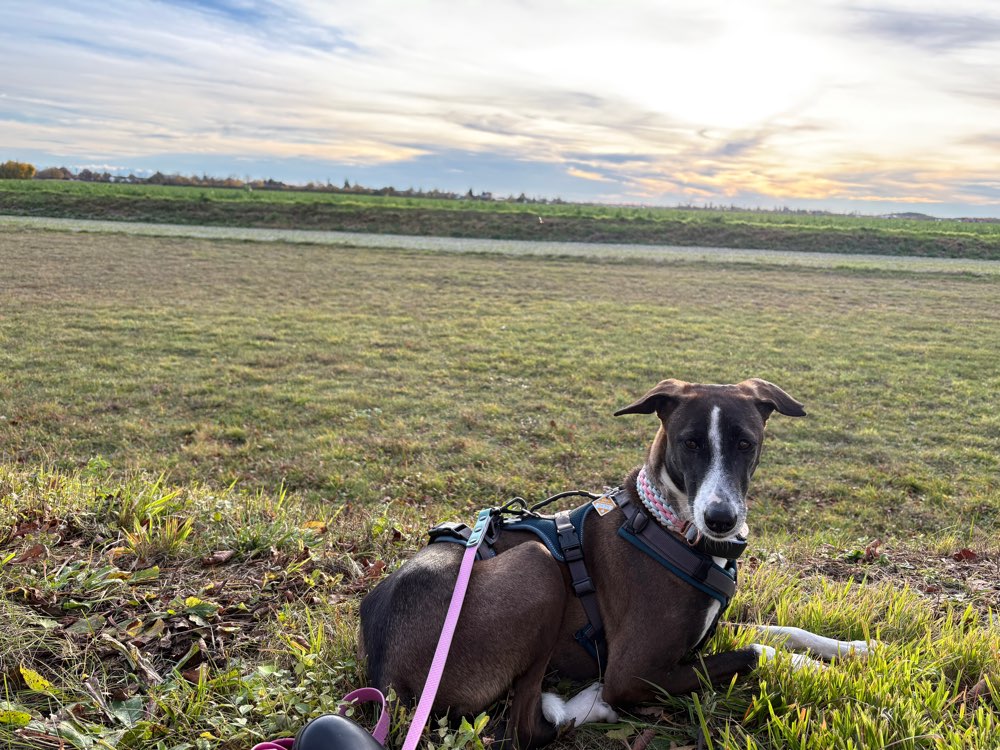Hundetreffen-Spieltreffen Messepark (Bauma)-Profilbild