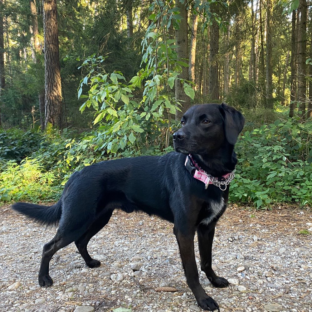 Hundetreffen-Gassi gehen ohne Freilauf einfach zusammen spazieren gehen.-Profilbild