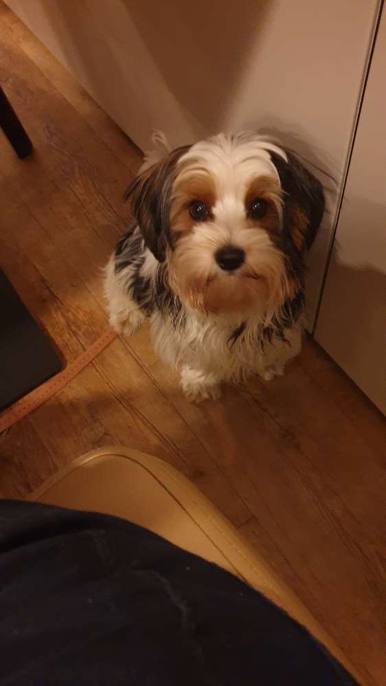 Hundetreffen-Gassirunde - Spielrunde-Profilbild