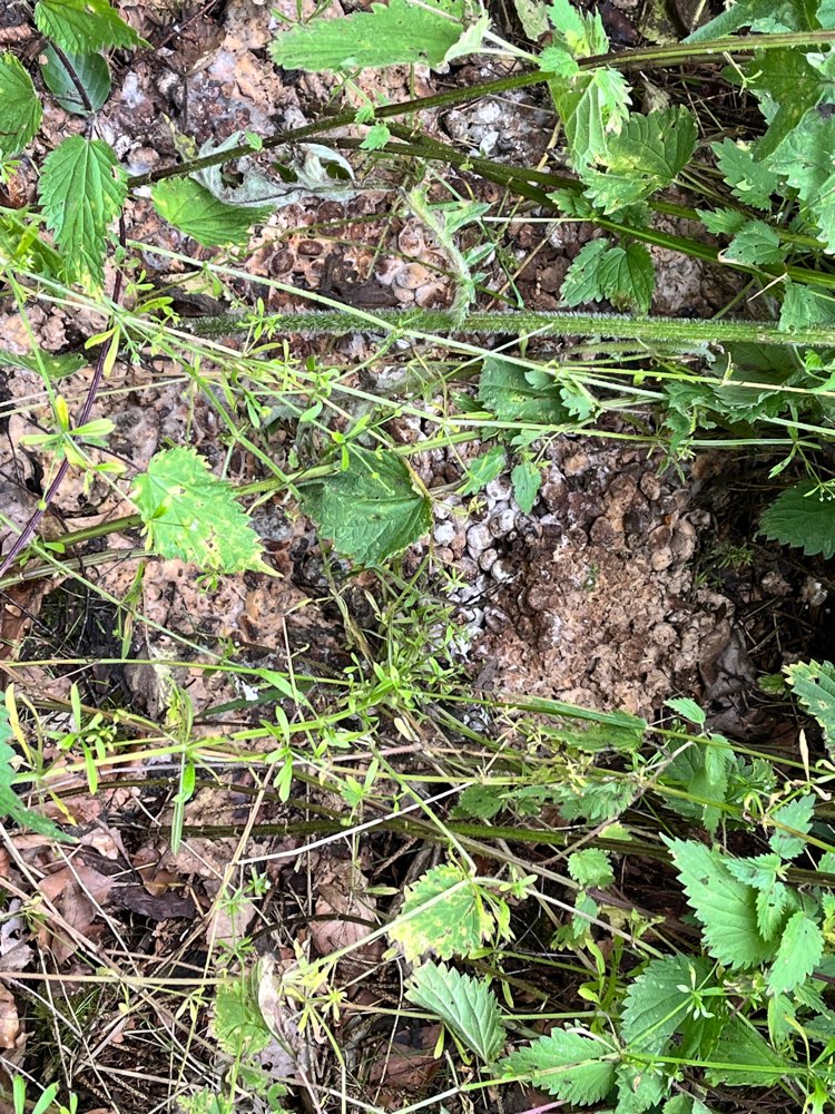 Giftköder-Verschimmeltes Trockenfutter-Profilbild