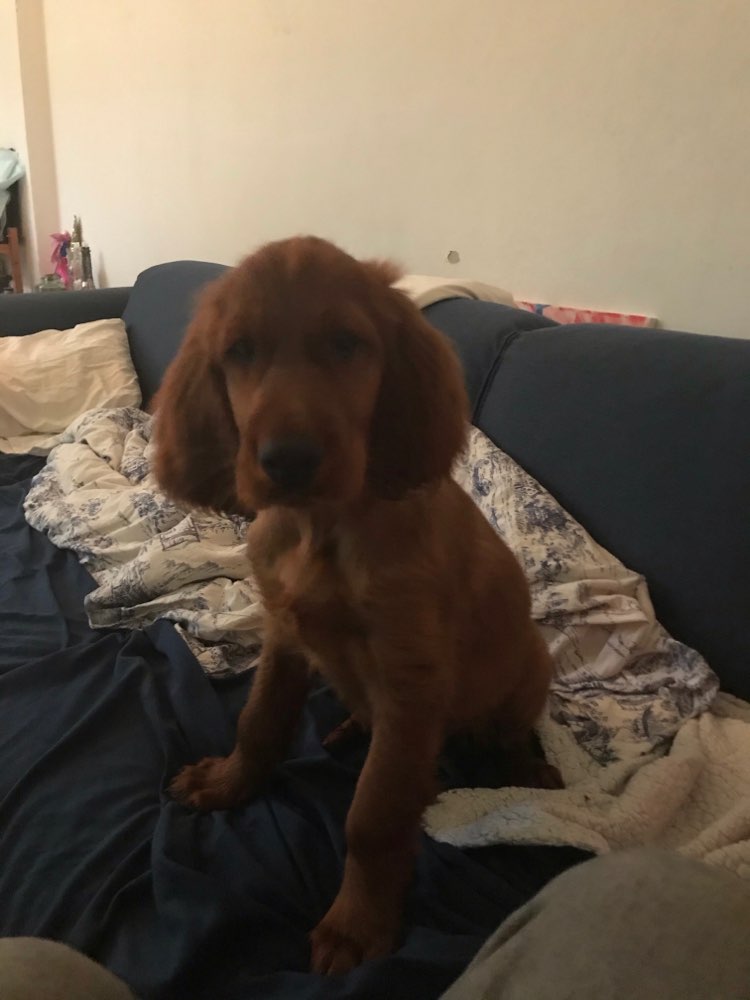 Hundetreffen-Welpentreffen-Profilbild