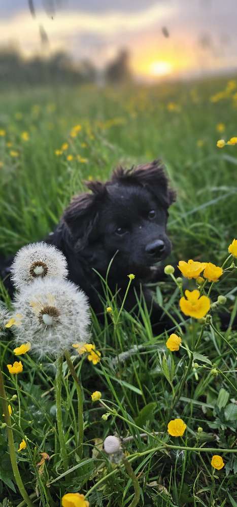 Hundetreffen-Hundefreund gesucht-Profilbild