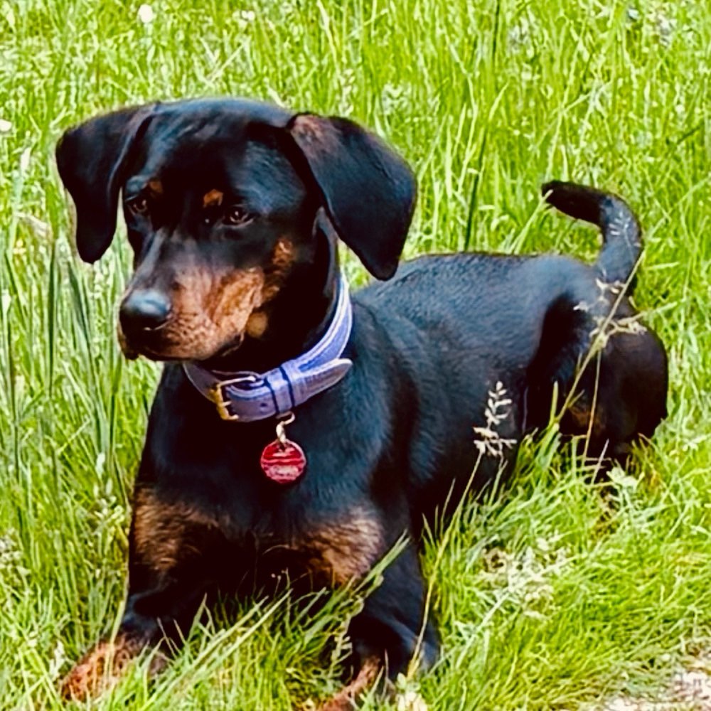 Hundetreffen-Spielen/ Gassirunde-Profilbild
