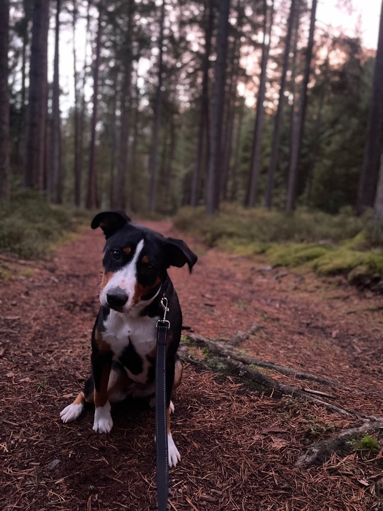 Hundetreffen-Training- und Social-Walk Treff-Profilbild