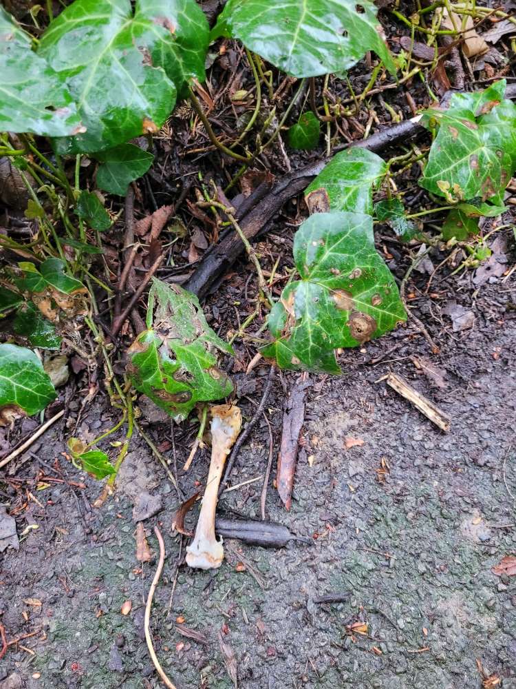 Giftköder-Knochen-Profilbild