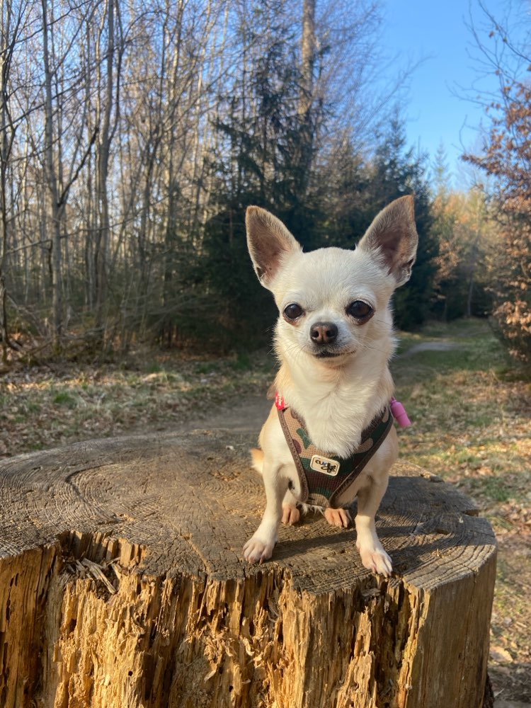 Hundetreffen-Kleine Hundefreunde gesucht!-Profilbild