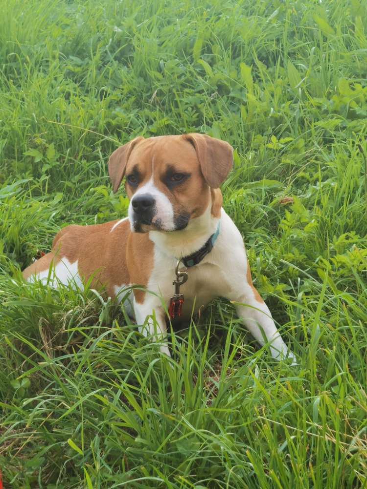 Hundetreffen-Spaziergang durch Wald und Wiesen-Profilbild
