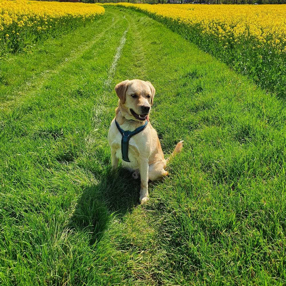 Hundetreffen-Trainingspartner in Delhoven gesucht-Profilbild