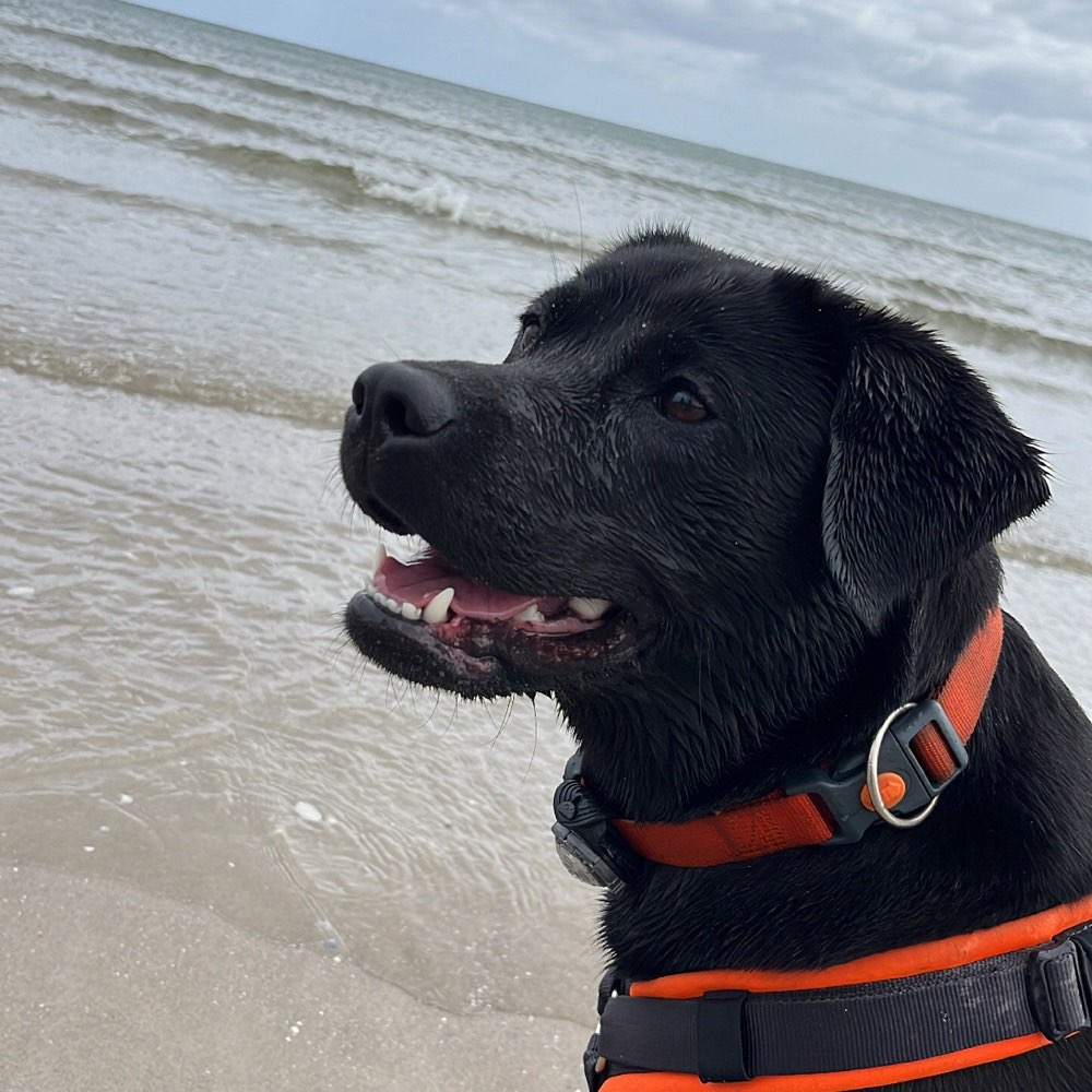 Hundetreffen-Hundefreund für unsere Wilma-Profilbild