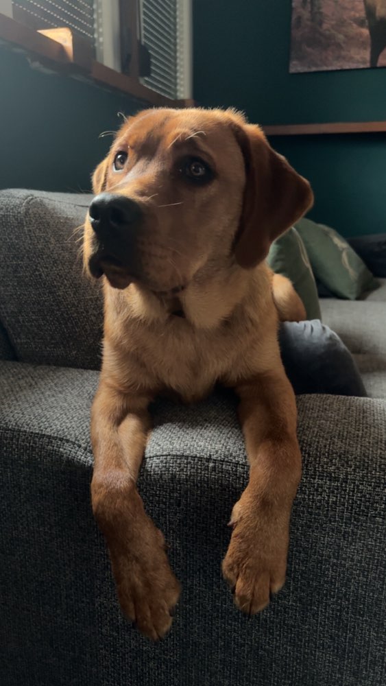 Hundetreffen-Begegnungstraining/Spieltreffen-Profilbild