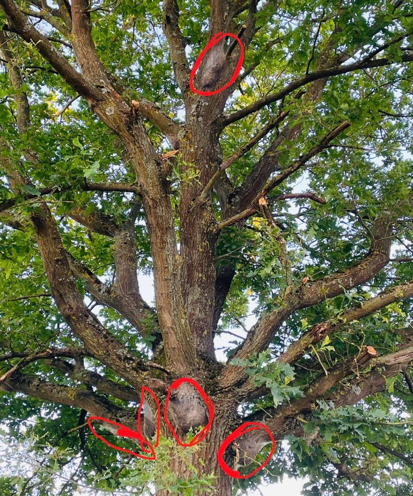 Giftköder-Eichenprozessionsspinner-Profilbild
