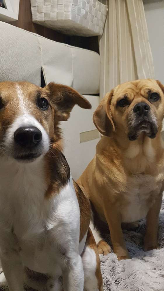 Hundetreffen-Gassirunde-Profilbild