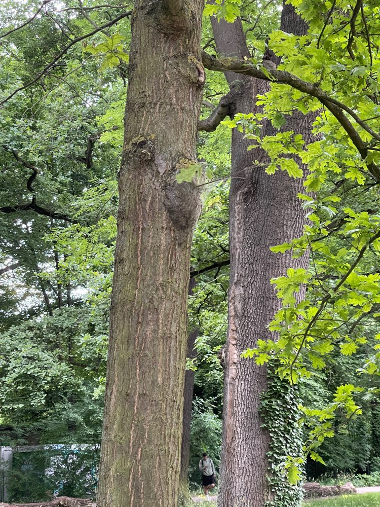 Giftköder-Eichenprozessionsspinner-Profilbild