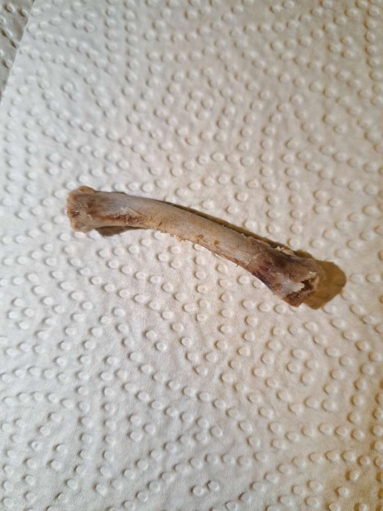 Giftköder-Möglicher Giftköder-Profilbild