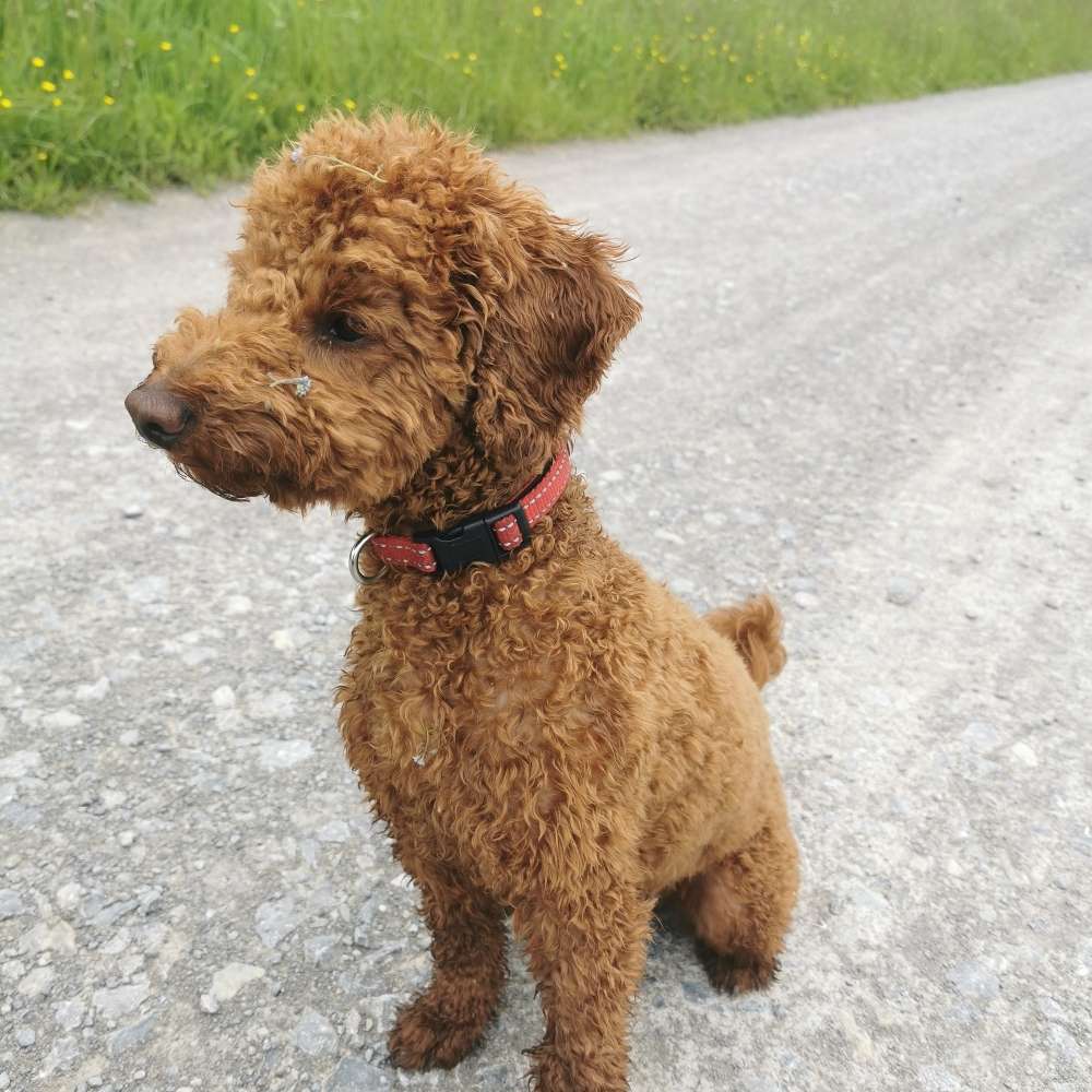 Hundetreffen-Treffen+ Gassi gehen+ Training-Profilbild