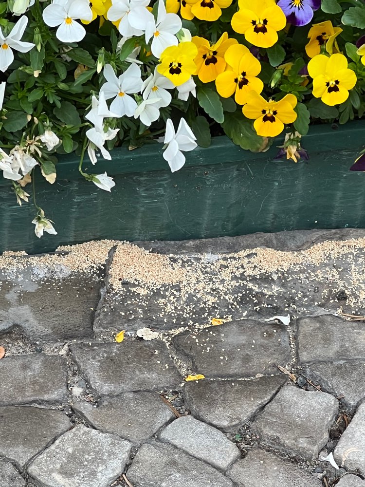 Giftköder-Giftig? Nördliche Innenstadt-Profilbild