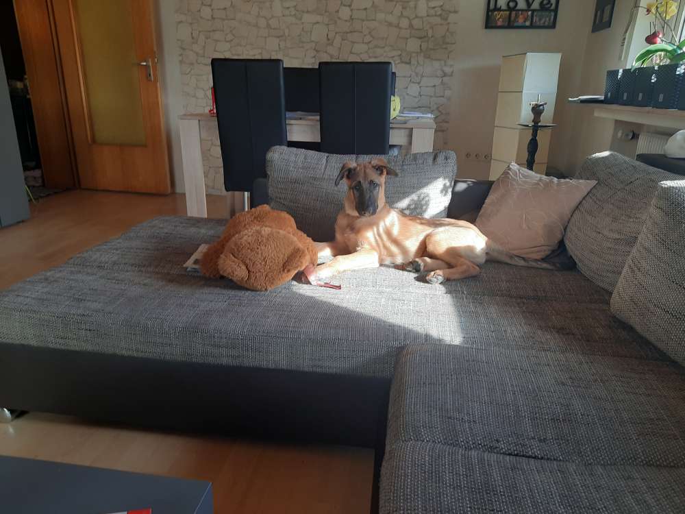 Hundetreffen-Welpentreff-Profilbild