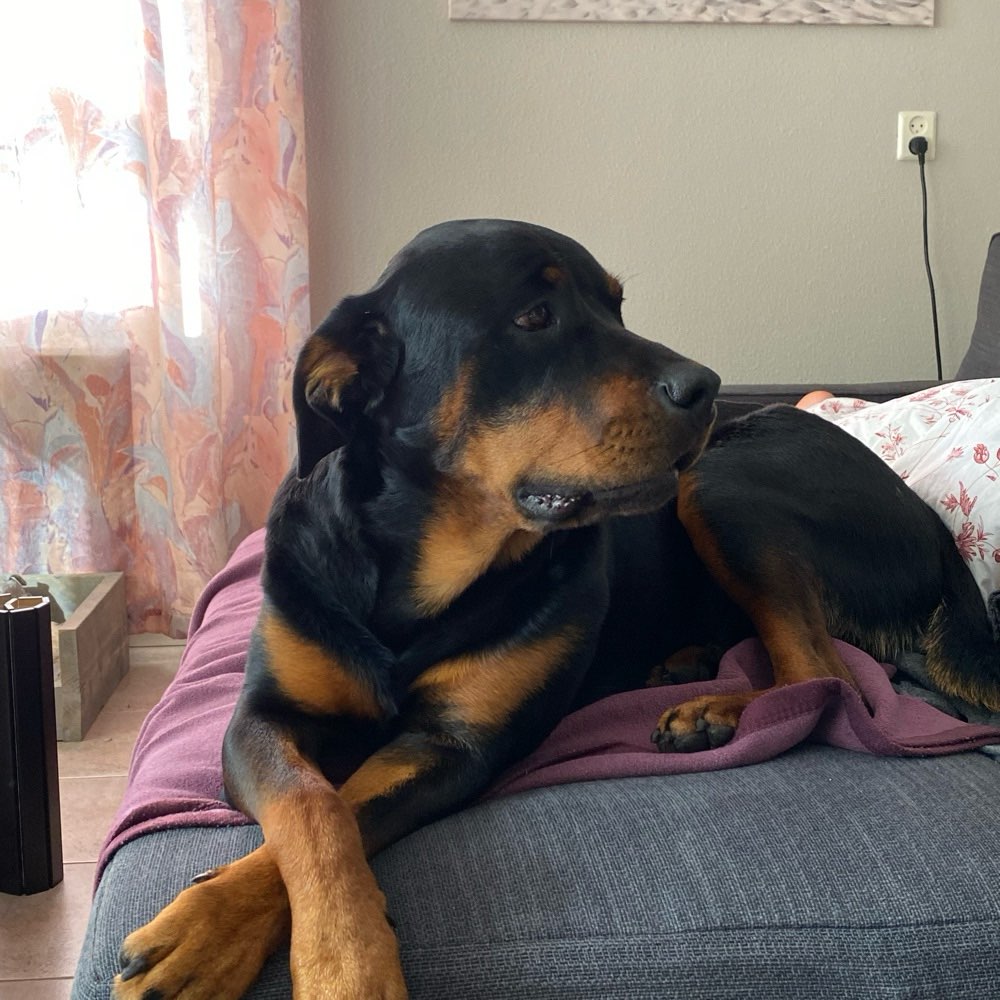 Hundetreffen-Spaziergang am Strand!-Profilbild