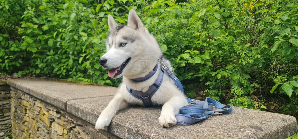 Hundetreffen-Spieltreffen für die wilden-Profilbild