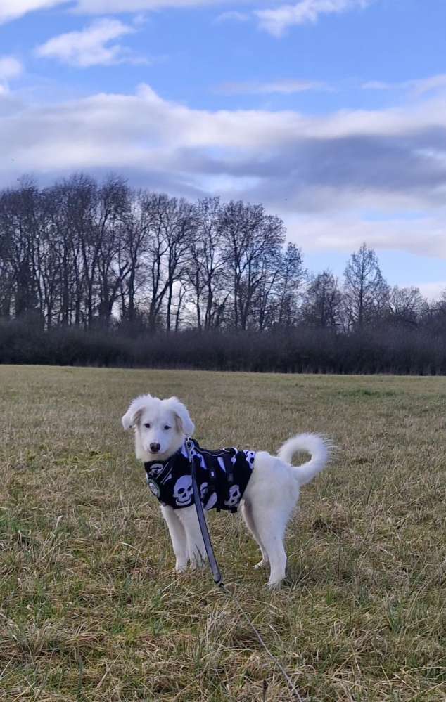 Hundetreffen-Spielkameraden gesucht in Hamm-Heessen-Profilbild