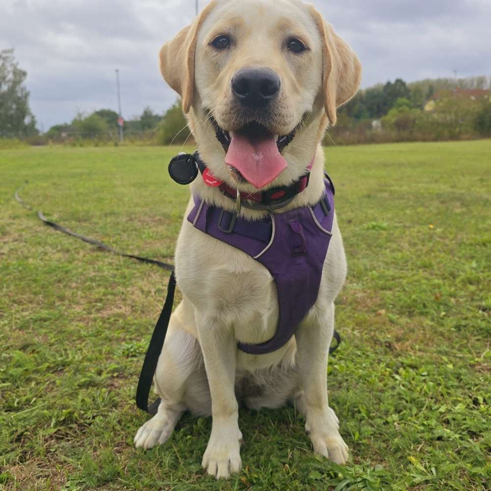 Hundetreffen-Gassi und Spielrunde in Teltow-Profilbild