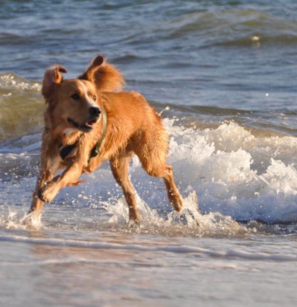 Hundetreffen-🐕-Spaziergänge und -Spieltreffen-Profilbild
