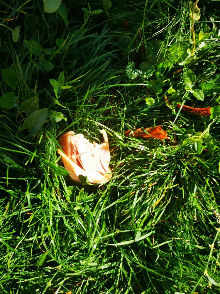 Giftköder-Verdächtiges Fleisch-Profilbild