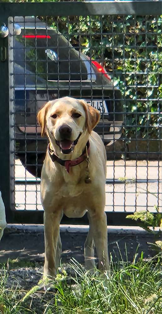 Hundetreffen-Gassigemeinschaft zum Spielen, Toben,Schwimmen und Laufen-Profilbild