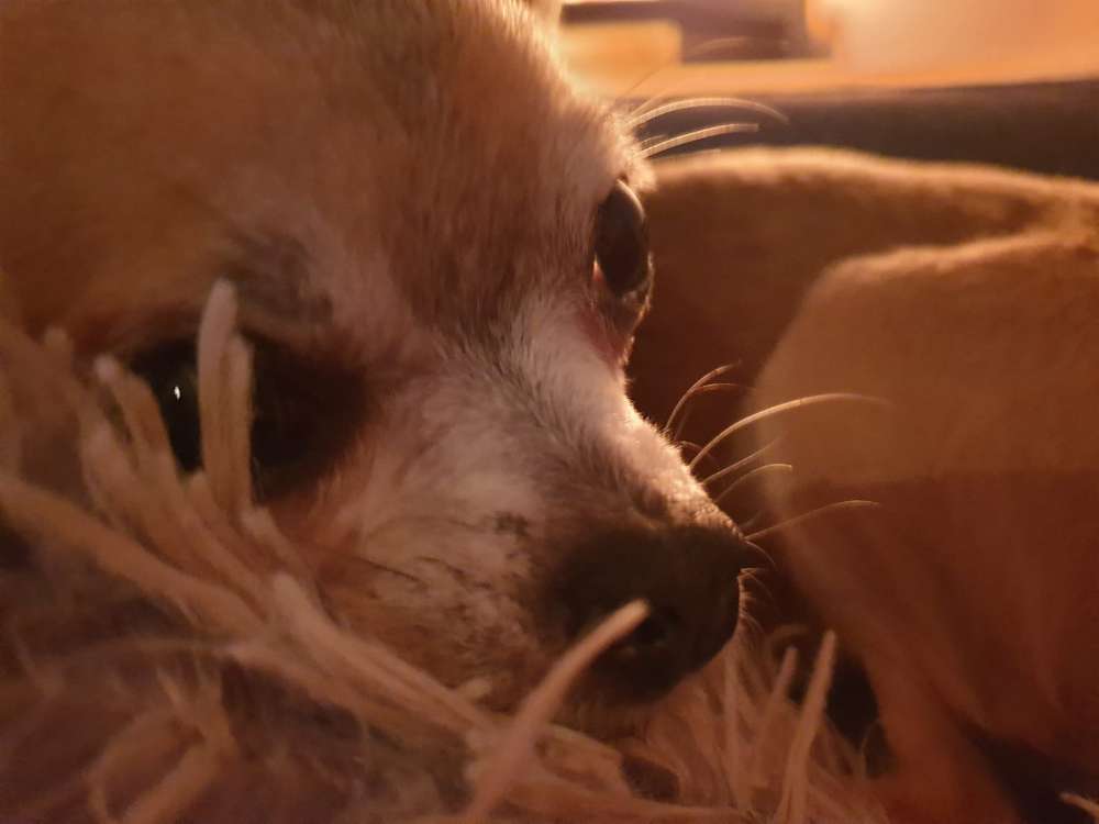 Hundetreffen-Chihuahua Treffen-Profilbild