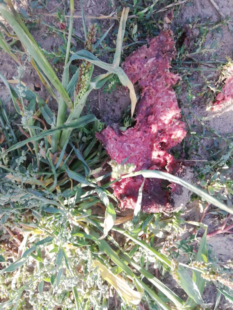 Giftköder-rohes Hackfleisch, mutmaßlich Giftköder-Profilbild