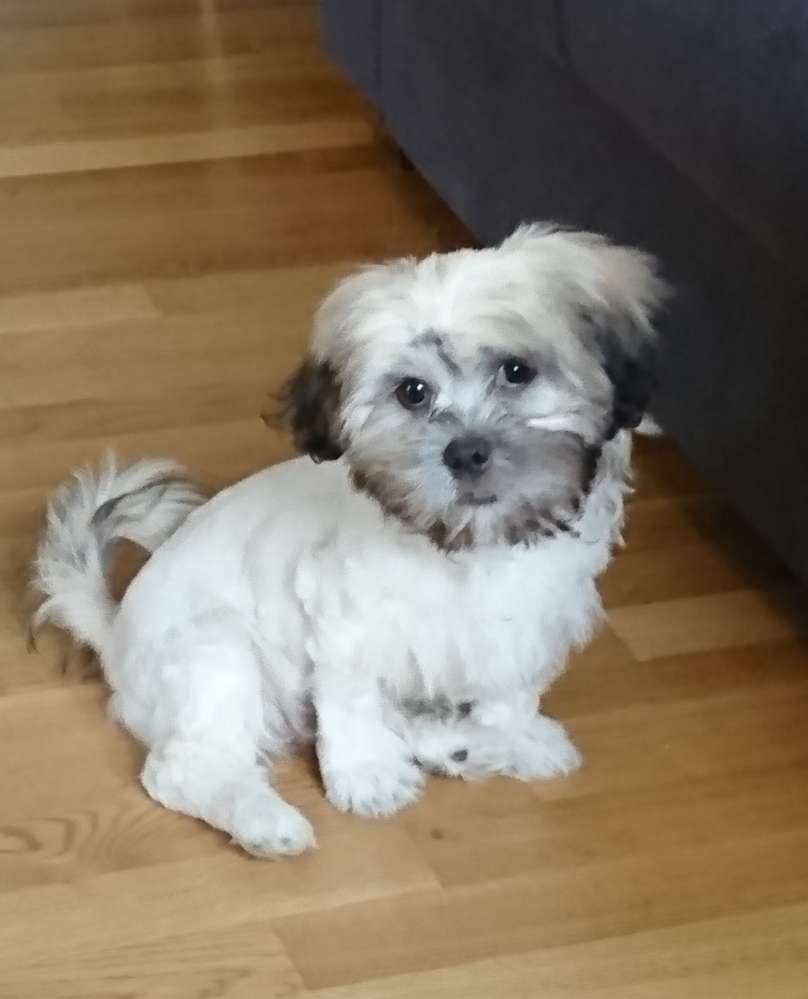 Hundetreffen-Shih Tzu Treff (Hirschgarten)-Profilbild