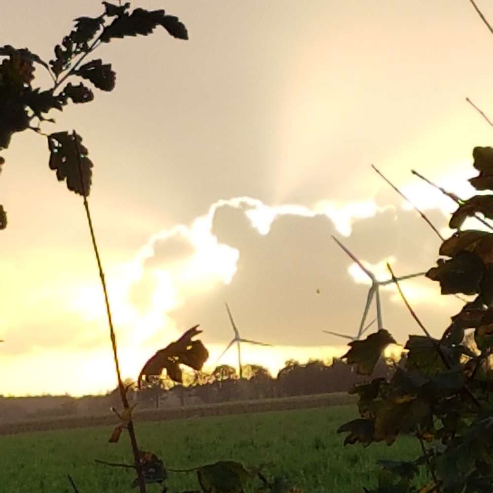 Hundetreffen-Hundetreff Lamstedt-Profilbild