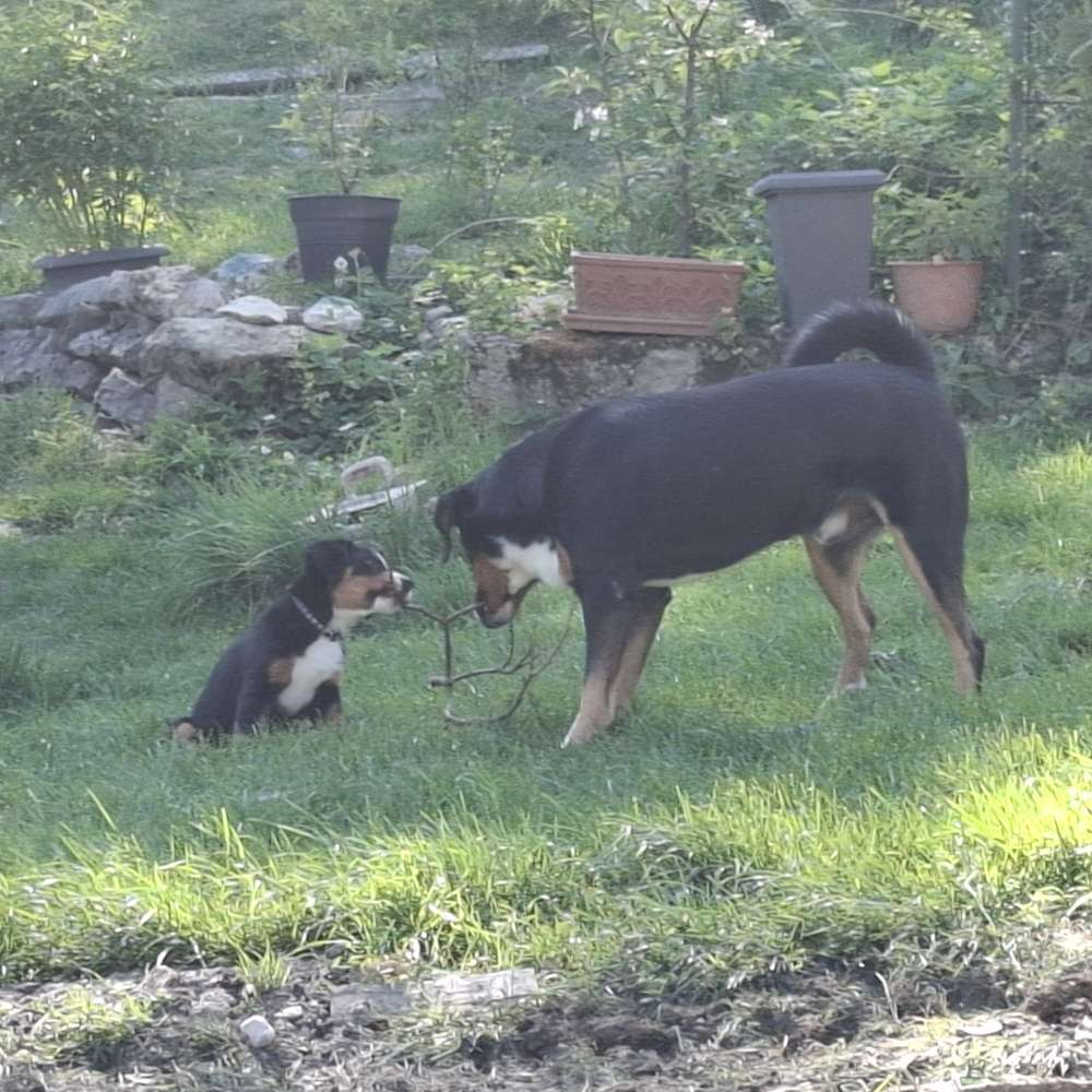 Hundetreffen-Welpentreffen im Raum Lilienfeld oder Mariazell-Profilbild