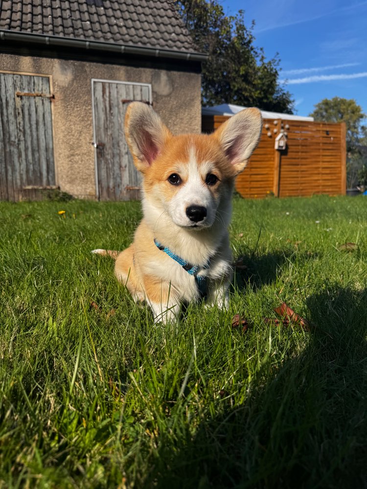 Hundetreffen-Welpentreff (Sozialisierung)-Profilbild
