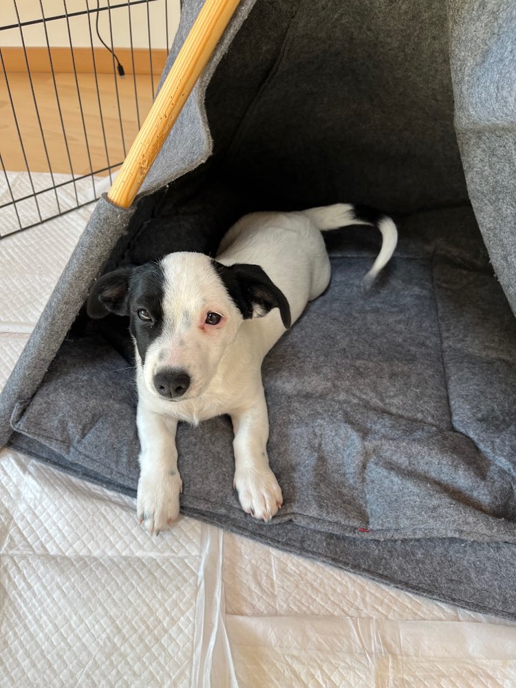 Hundetreffen-Welpentreffen Prenzlauer Berg-Profilbild