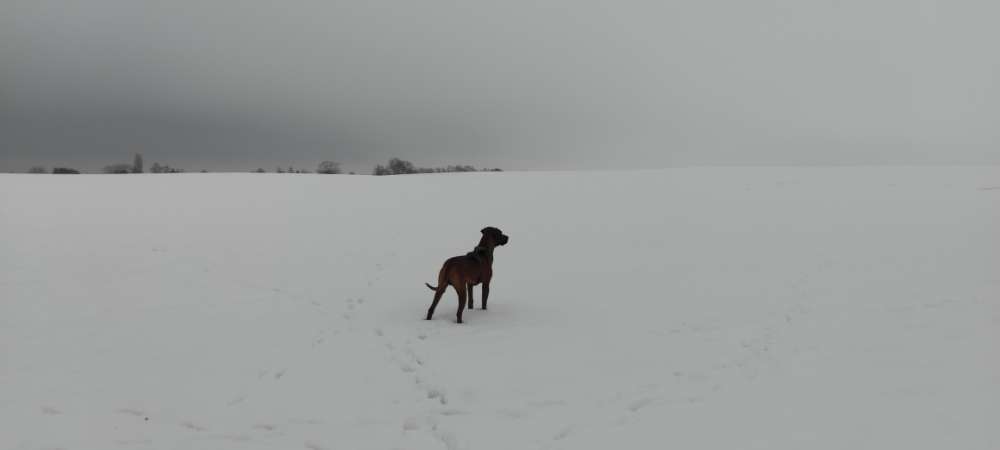 Hundetreffen-Hundepartner zum Toben gesucht-Profilbild