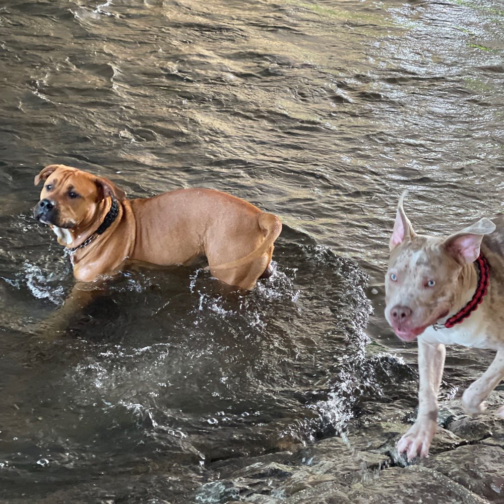 Hundetreffen-Riesenbaby Treffen-Profilbild