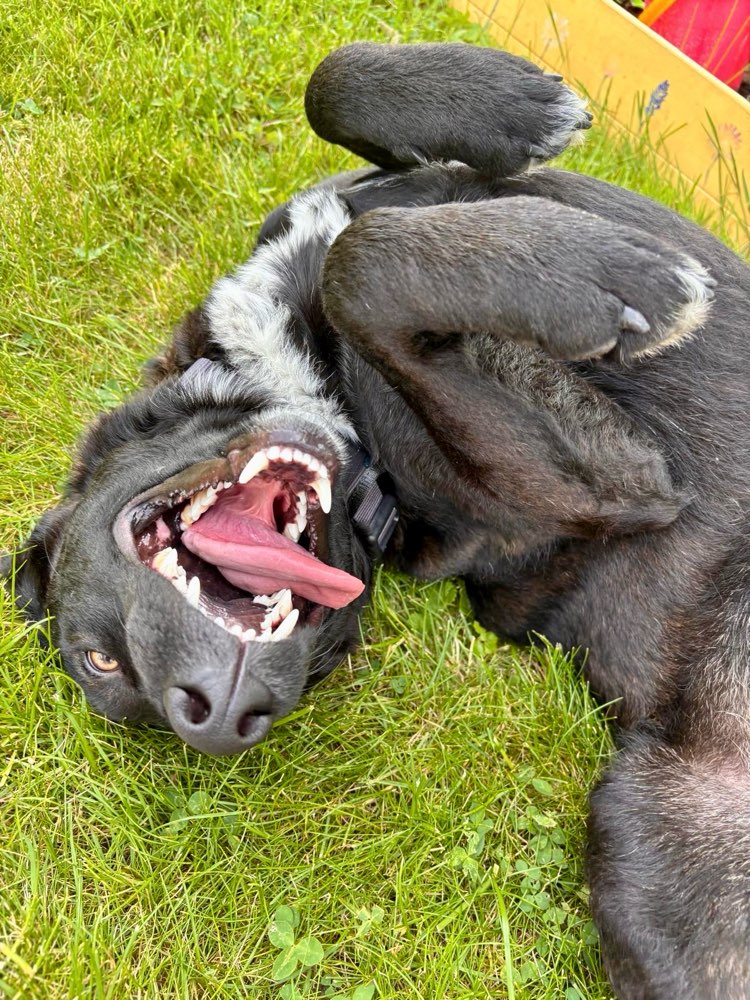Hundetreffen-Spielrunde Klettenbergpark-Profilbild