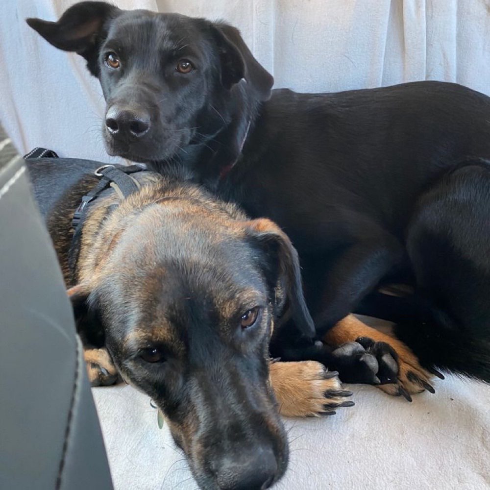 Hundetreffen-Unsere beiden suchen neue Spielpartner-Profilbild