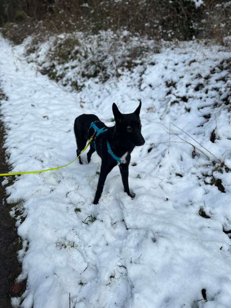 Hundetreffen-Gassi Runde in Ulm-Profilbild