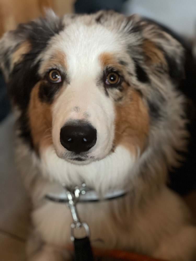 Hundetreffen-Dog Dating Leer-Profilbild