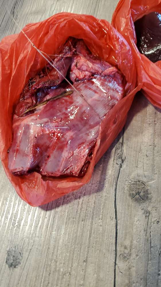 Giftköder-Giftköder-Profilbild