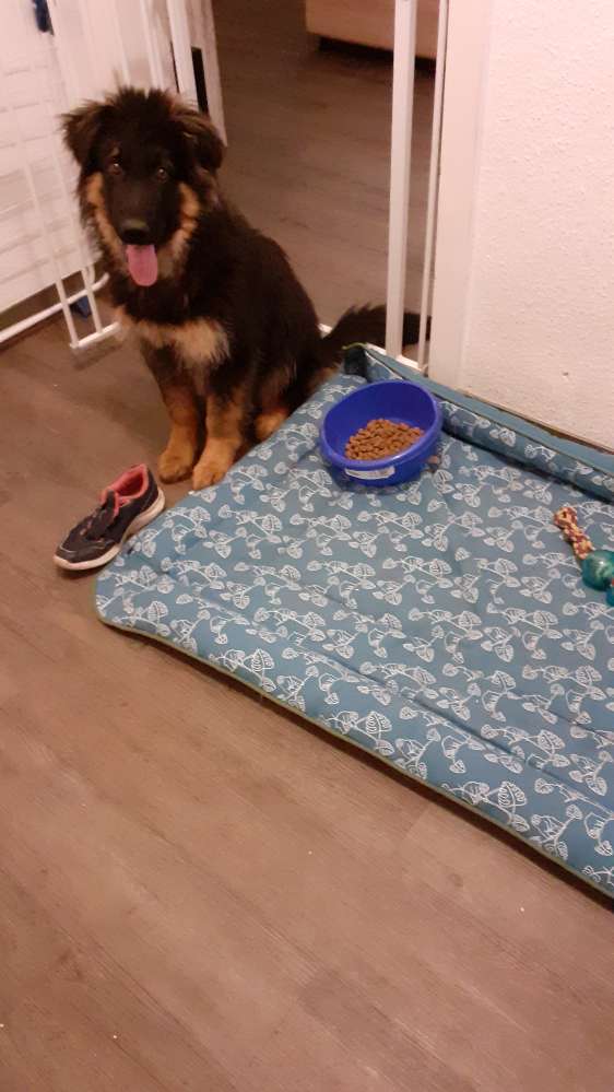 Hundetreffen-Welpentreffen in Eving-Profilbild