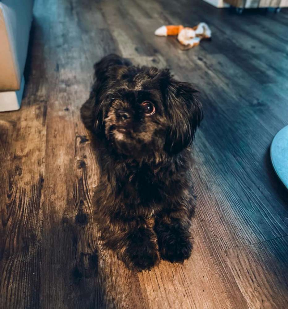 Hundetreffen-Spielkameraden gesucht-Profilbild