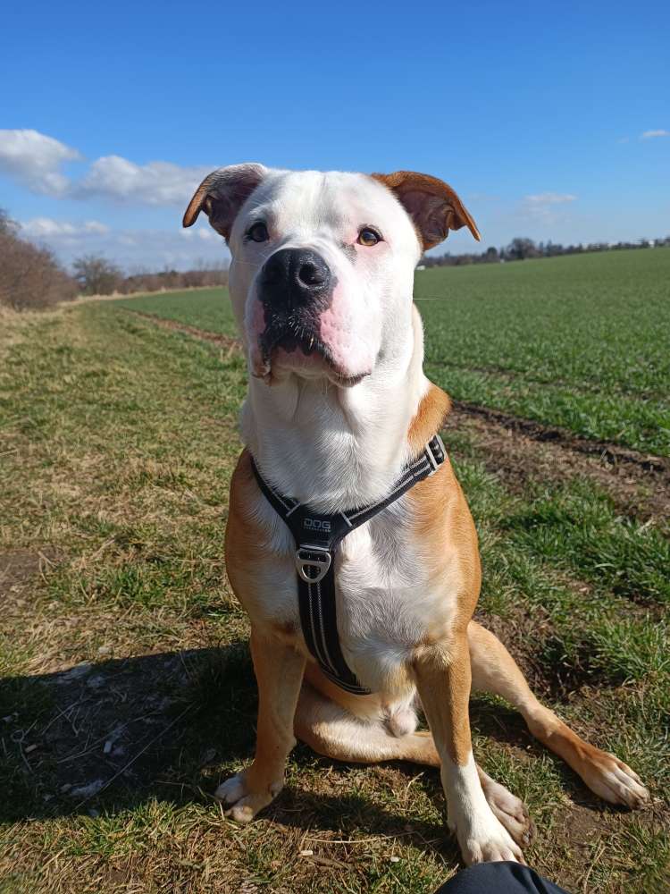 Hundetreffen-Gassi-Runde (kein Spiel)-Profilbild