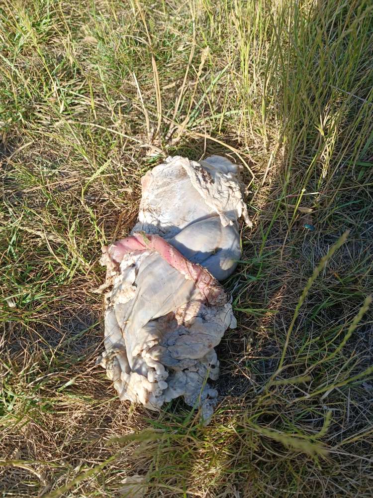 Giftköder-Möglicher Giftköder-Profilbild