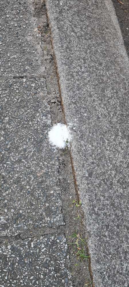 Giftköder-Weißes Pulver entdeckt-Profilbild