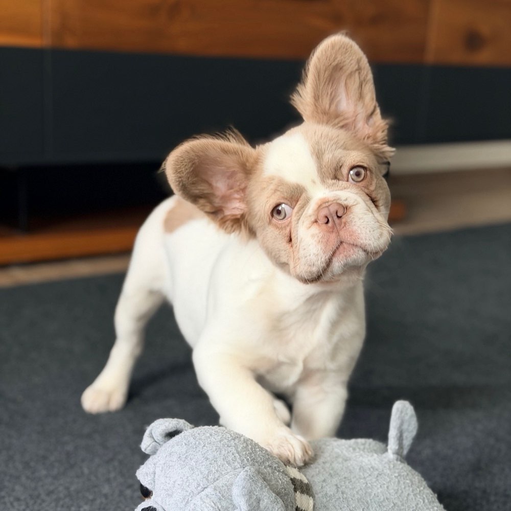 Hundetreffen-Welpentreffen-Profilbild