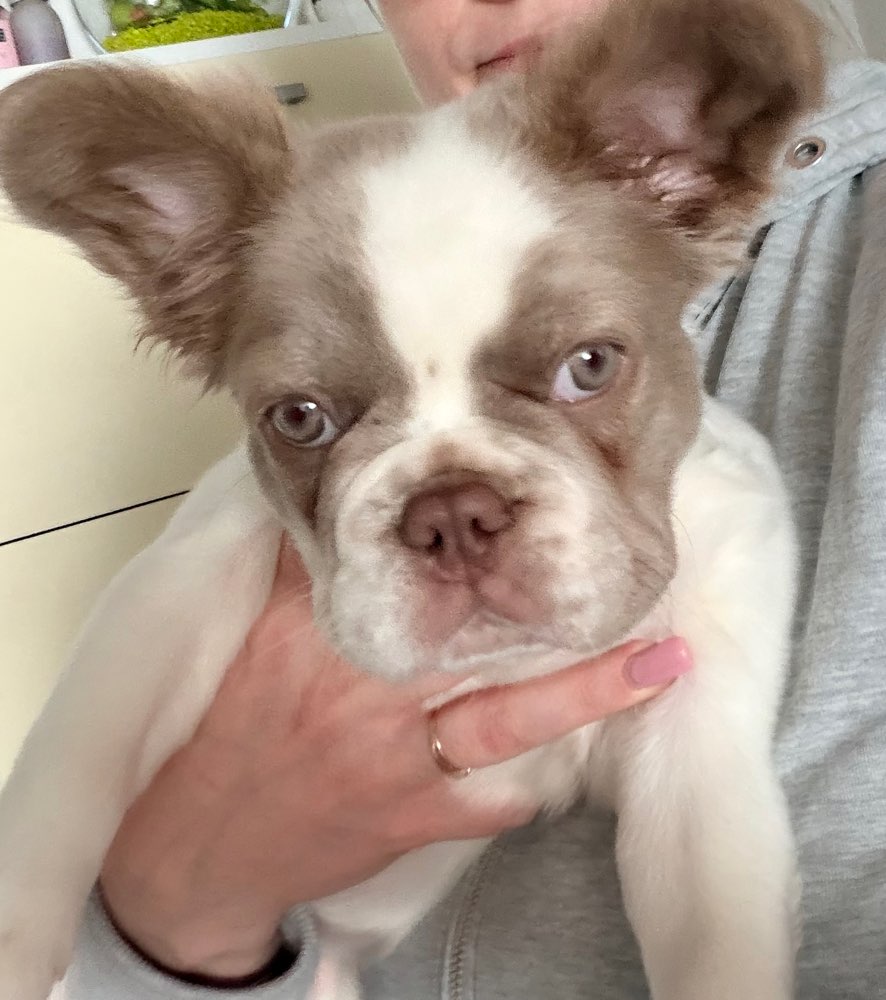 Hundetreffen-Welpentreffen-Profilbild